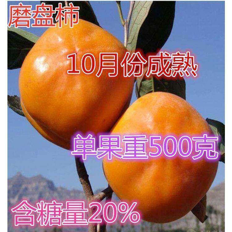正宗磨盘柿子树苗 富有柿子苗 嫁接柿苗地栽苗耐寒果树苗当年结果