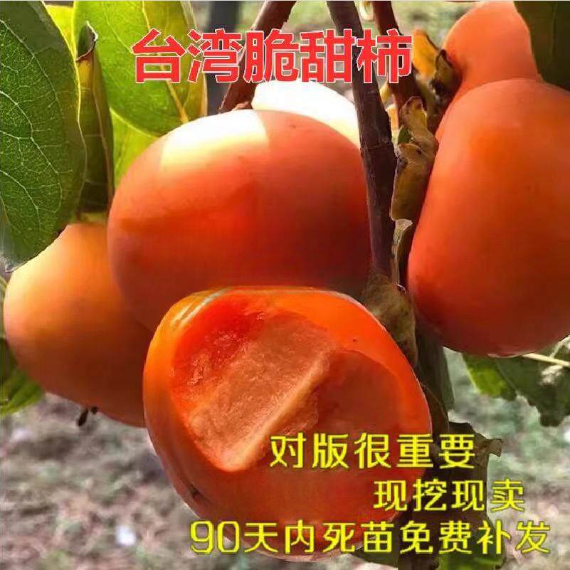 台湾脆甜柿子苗盆栽嫁接硬柿子树苗南方北方种植庭院地栽苗