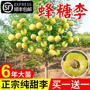 蜂糖李子树苗新品种嫁接脱骨青脆李子果树苗南北方种植三华李树苗