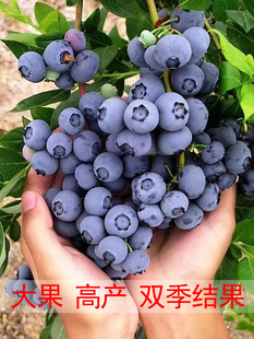 蓝莓树果苗带果蓝莓苗盆栽当年结果蓝梅树树苗南北方种植果树果苗