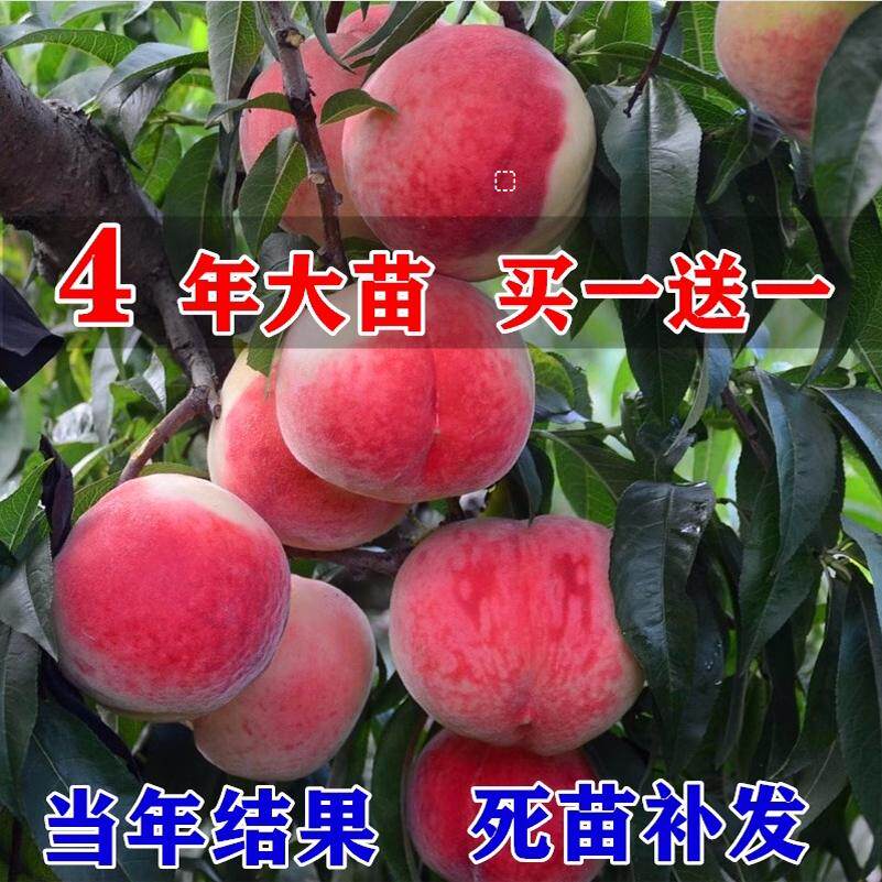 桃树果苗嫁接地栽新品种桃树苗南方北方种植早熟特大冬桃水蜜桃苗