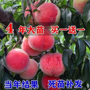 桃树果苗嫁接地栽新品种桃树苗南方北方种植早熟特大冬桃水蜜桃苗