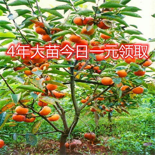 柿子苗嫁接果树南北方种植盆