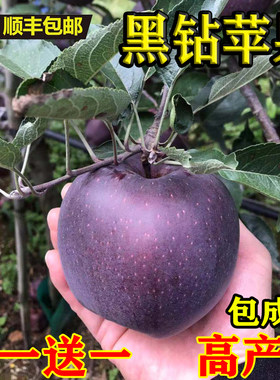 黑钻苹果苗嫁接新品种树特大