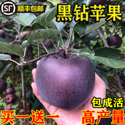 黑钻苹果苗嫁接新品种树特大