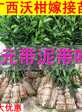 广西武鸣正宗091无核沃柑树苗