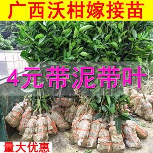 广西武鸣正宗091无核沃柑树苗柑橘苗橘子苗水果苗无籽桔子果苗树