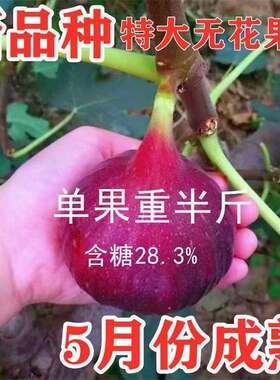 无花果树苗特大新品种波姬红