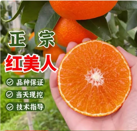 正宗爱媛28号象山红美人3甘