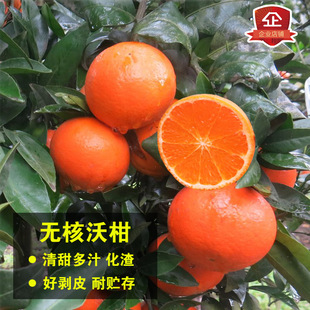 新品种沃柑树苗无核沃柑柑橘苗中柑所091无籽沃柑嫁接苗当年结果