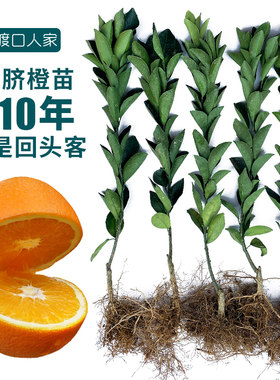江西赣南脐橙苗嫁接纽荷尔卡