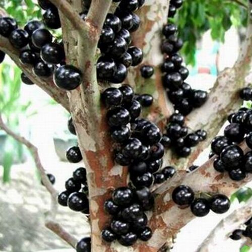 嘉宝果树苗葡萄正宗台湾沙巴