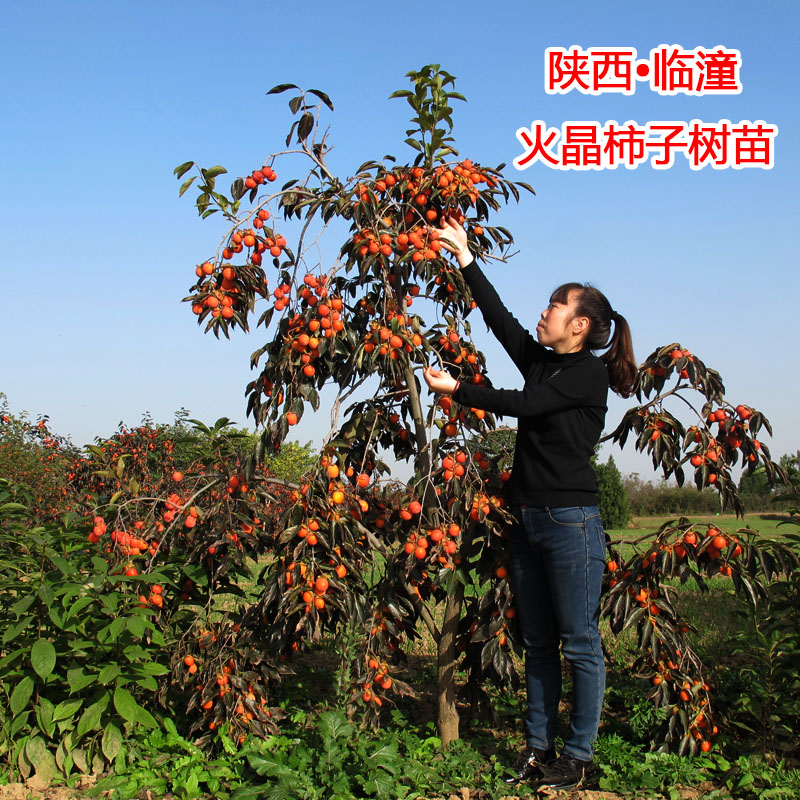 陕西临潼火晶柿子树苗嫁接无