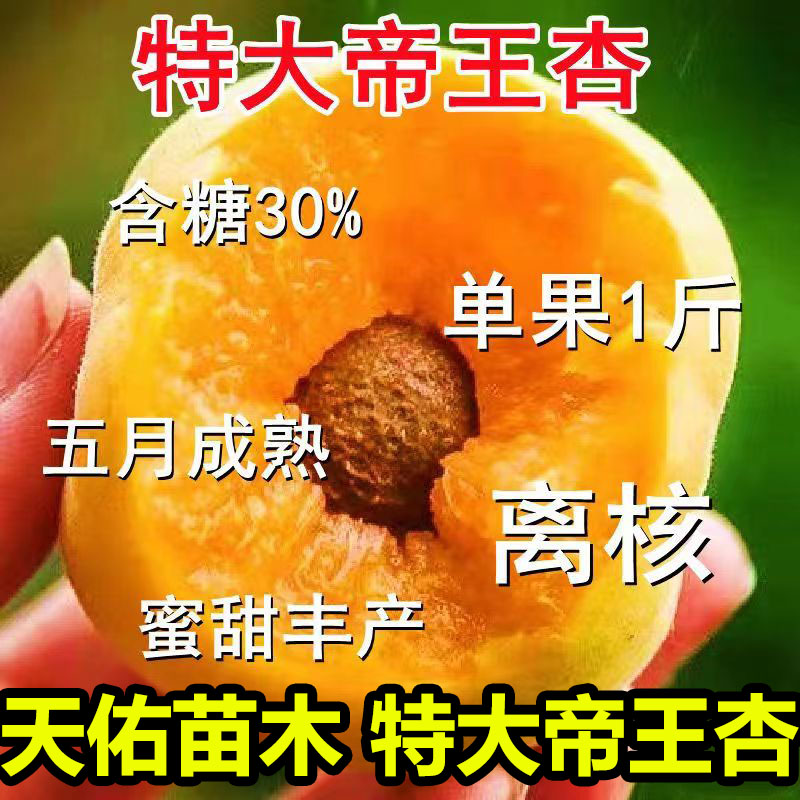特大耐寒耐旱帝王杏树苗嫁接盆栽地栽南方北方种植试种当年结果