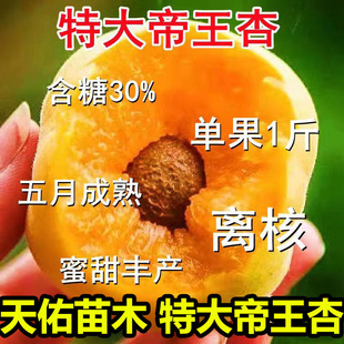 特大耐寒耐旱帝王杏树苗嫁接盆栽地栽南方北方种植试种当年结果