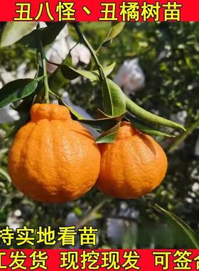 四川丑橘树苗不知火丑桔苗丑橘苗丑八怪苗春见耙耙柑树苗橘子树苗