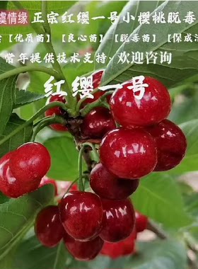 果树苗南方 美国车里子红缨一号嫁接品种 樱桃苗 盆栽樱桃树包邮