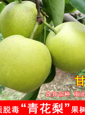 梨树果苗青花梨树苗嫁接苗特大梨子脆甜梨苗南方北方种植当年结果