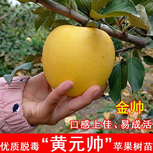 嫁接黄元帅苹果树苗矮化金粉