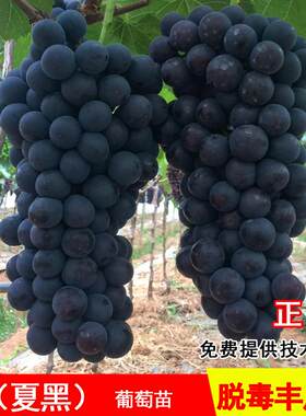 夏黑葡萄树苖高甜无核苗耐