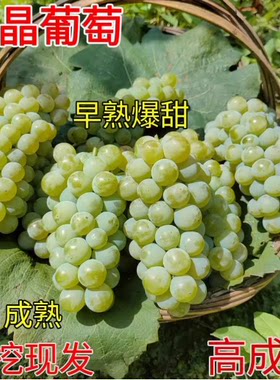 爬藤水晶葡萄树苗南方北方无核盆栽珍珠葡萄苗青葡萄青提葡萄树苖