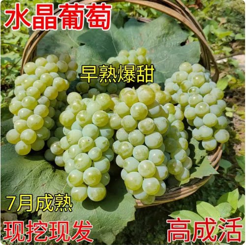 爬藤水晶葡萄树苗南方北方无核盆栽珍珠葡萄苗青葡萄青提葡萄树苖
