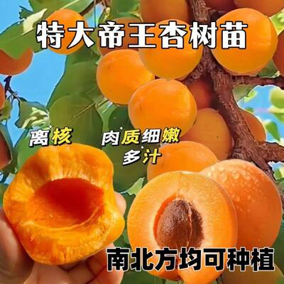 新品帝王杏树苗早熟离核嫁