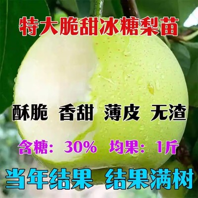 特大冰糖梨苗青皮树无渣当