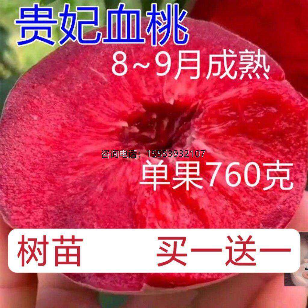 新品种嫁接中华血桃桃树苗 水密桃树苗特大血桃树果苗南北方种植