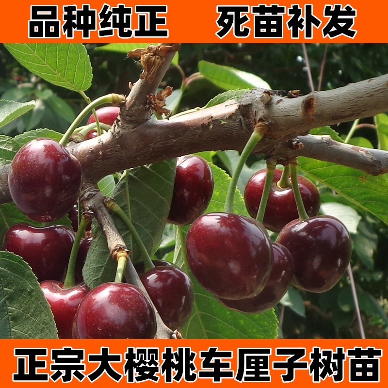山东烟台当年苗独杆鲁樱三号