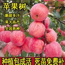 苹果树苗盆栽南方北方种植地栽冰糖心苹果苗活苗矮化果树当年结果