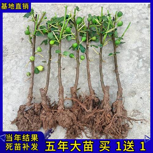 无花果树苗当年结盆栽地阳台