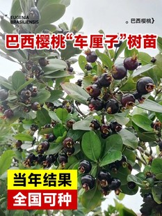 巴西樱桃树苗车厘子南方北方庭院种植盆栽名贵果树矮化嫁接大樱桃