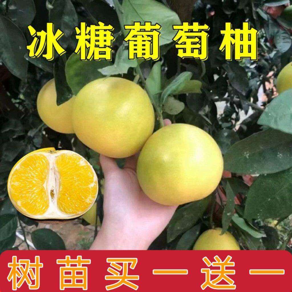 嫁接新品台湾无核冰糖黄金葡萄柚子树苗甜桔南方北方种植盆栽地栽