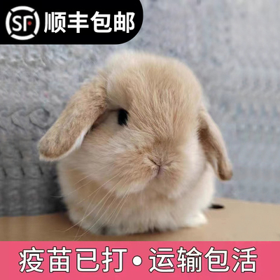 宠物兔活物茶杯长不大不咬人