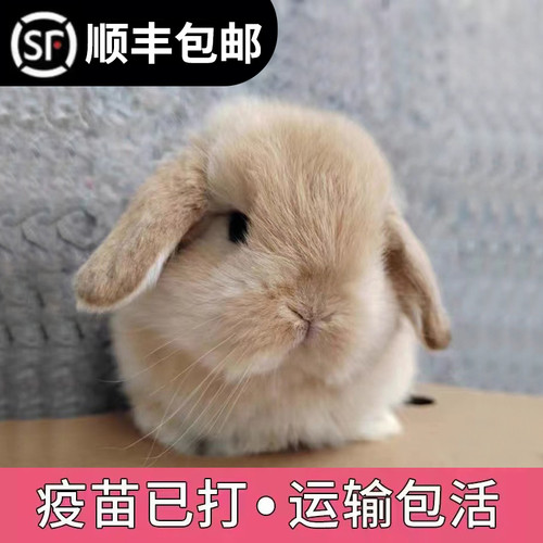 宠物兔活物茶杯长不大不咬人