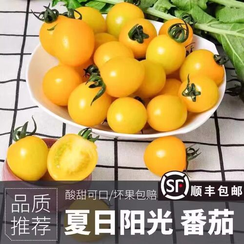 黄色圣女果山东夏日新鲜水果酸甜