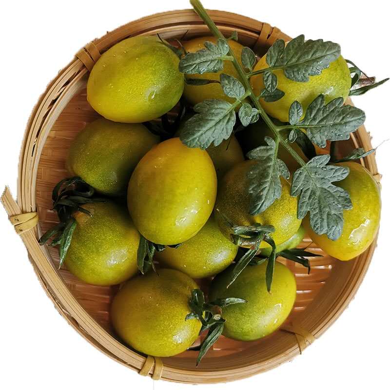 小柿子包邮绿色青口圣女果