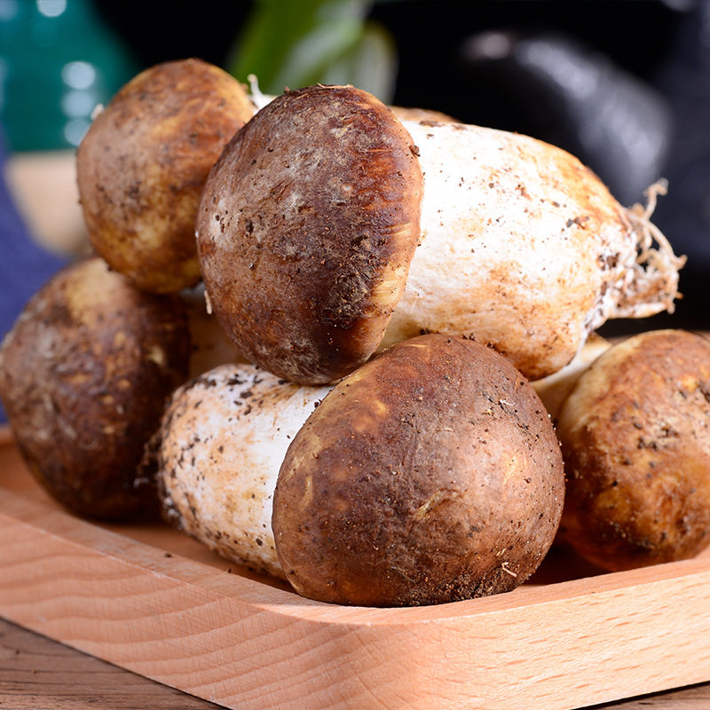 【特级甄选】新鲜姬松茸云南特产赤松茸仿野生蘑菇未开伞大球盖菇