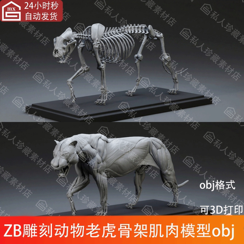 ZBrush雕刻动物老虎骨架骷髅骨肌肉结构3d模型obj可3d打印图纸stl