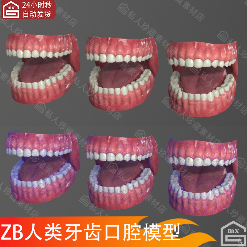zbrush影视级人口腔牙齿牙龈舌头3D模型高模ztl低模fbx及4k贴图