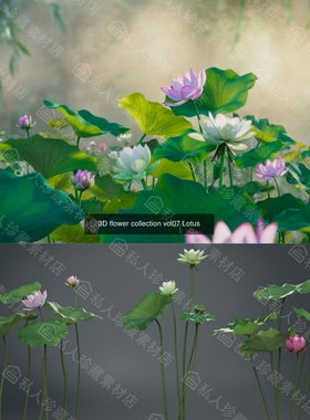 Blender写实荷花荷叶莲蓬3d模型 maya莲花带贴图池塘绿植fbx obj