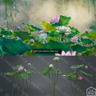 Blender写实荷花荷叶莲蓬3d模型 maya莲花带贴图池塘绿植fbx obj