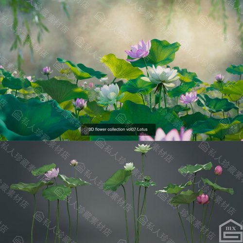 Blender写实荷花荷叶莲蓬3d模型 maya莲花带贴图池塘绿植fbx obj