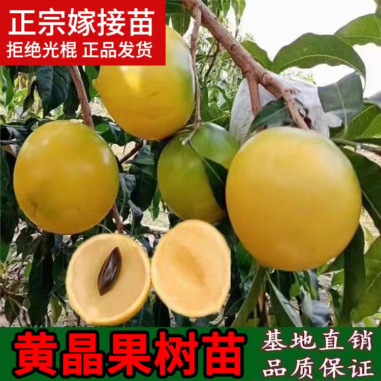 黄晶果树苗嫁接黄金果苗久蜜冬蜜四季当年结果南方种植早熟盆栽地