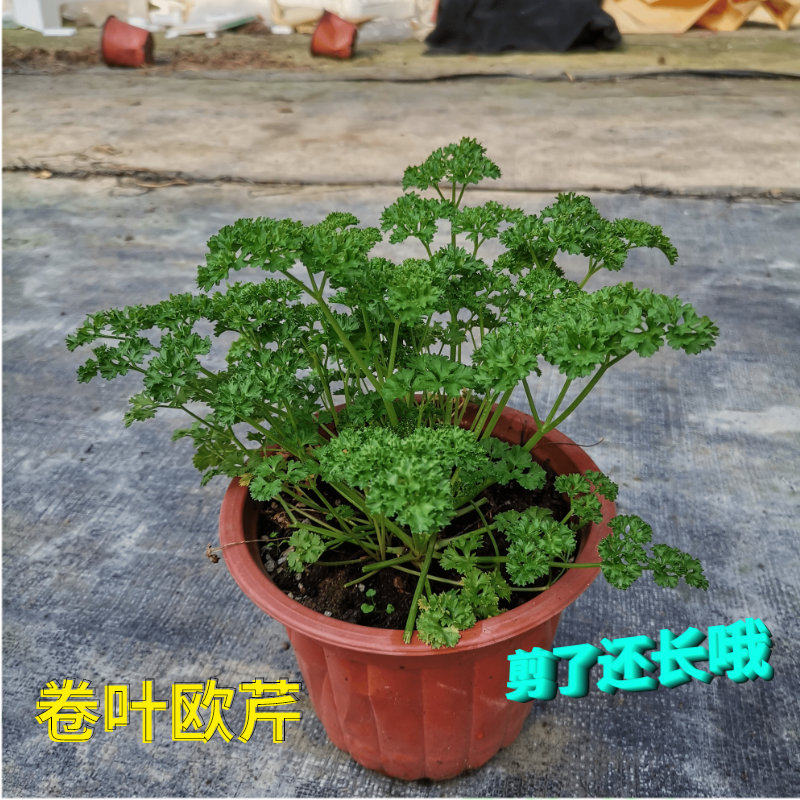 新鲜可食用意大利卷叶欧芹盆栽 薄荷绿植室内香草西餐香草料盆栽
