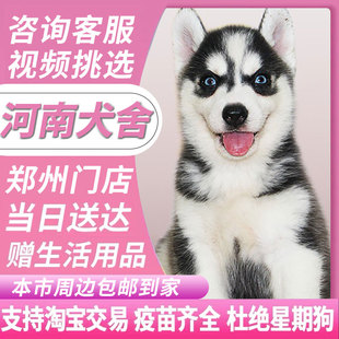 纯种哈士奇幼犬三把火蓝眼小中型二哈犬宠物狗 河南犬舍