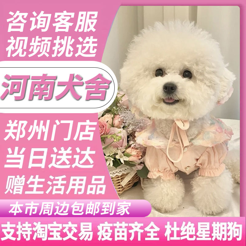 【河南犬舍】纯种比熊幼犬活体白色可爱型法国卷毛小型犬宠物