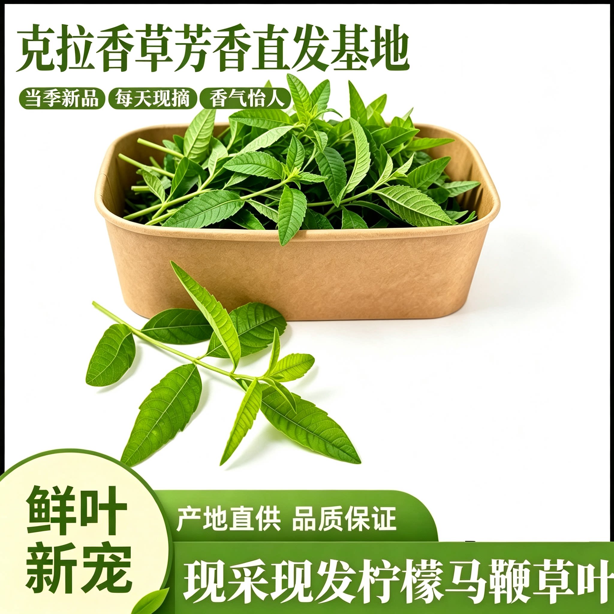 柠檬马鞭草新鲜枝叶 香草茶饮 甜品装饰 芳香疗愈 精油萃取