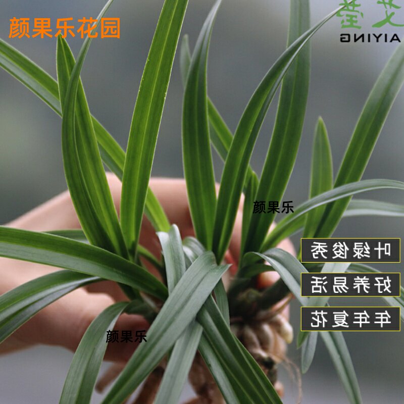 德芳兰业兰花苗金边室内盆栽四季兰 价格 包邮 多少钱 优惠信息 第4434页 就是多购物网